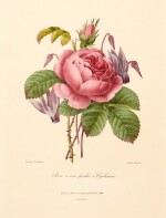 Pierre-Joseph Redouté | An album of botanical engravings, [no date]