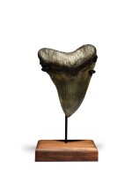 Megalodon Shark Tooth — Georgia