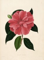 Chandler and Booth | Illustrations and descriptions... Camellieae, London, 1831, Chandler's own copy