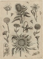 [Castelli] | Exactissima descriptio...plantarum... in Horto Farnesiano, 1625, with Collaert's Florilegium, [1590]