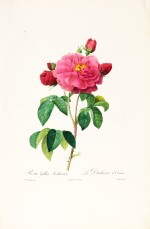 Redouté | Album de Redouté, [1824]