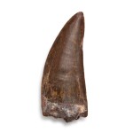 The Tooth of a Carcharodontosaurus
