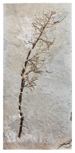 A Large Fossil Palm Flower