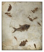 A Large Multi-Fish Fossil Mural