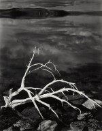 'White Branches, Mono Lake, California'