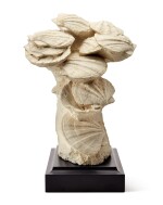 A Bouquet of Fossilized Saint-Jacques Shells