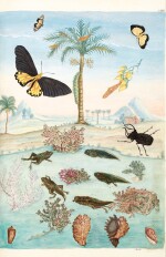 Merian and Rabel | Histoire générale des insectes de Surinam et de toute l'Europe, 1771, 3 volumes