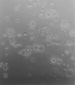 Untitled (Droplets)