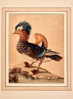 Sarah Stone | A mandarin duck, original watercolour drawing