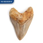 The Tooth Of A Megalodon