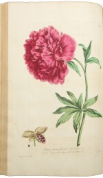 Edwards, John. One of the most highly artistic flower books of the eighteenth century