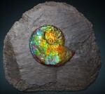 Iridescent Ammonite on Matrix