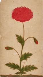 A study of a red double–flowered poppy, India, Mughal, Deccan or possibly Kishangarh, 17th century