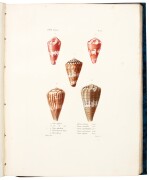 KIENER | Spécies générales et iconographie des coquilles vivantes, 1844-1850