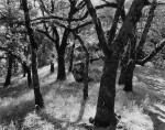 'Trees, Castle Rock, California'