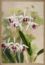 Orchids | "Sertum orchidaceum", an album watercolour drawings of orchids, mid nineteenth-century