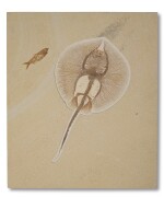 Fossil Stingray with Fish