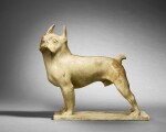 Boston Terrier, 'Toy', chien de Madame Georges Menier