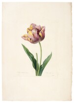 Pierre-Joseph Redouté | Choix des plus belles fleurs, 36 original parts, 1827 [-1833]