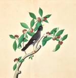 A JUNGLE MYNA (ACRIDOTHERES FUSCUS) ON A FRUITING BRANCH, WITH SIGNATURE OF ZAYN AL-DIN, FROM THE LADY IMPEY SERIES, COMPANY SCHOOL, CALCUTTA, WITH DATE 1778