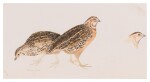 Sold Without Reserve | PRIDEAUX JOHN SELBY | COMMON QUAIL, ONE MALE, TWO FEMALE