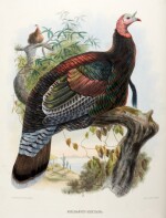 Daniel Giraud Elliot | The new and heretofore unfigured species of the birds of North America, 1869, 2 volumes