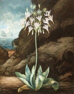 [Thornton | The Temple of Flora], 6 botanical plates 