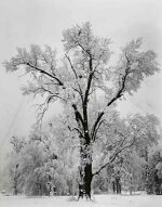'Oak Tree, Snowstorm, Yosemite National Park, California'