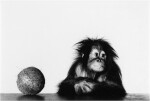 'Young Orangutan and Coconut (New York, Oct 12, 2004)'