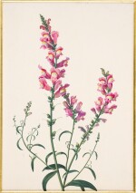 Study of a Spray of Snapdragons