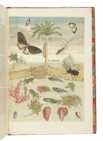 Merian, Maria Sibylla | Merian's classic study on tropical insects
