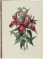 BATEMAN, JAMES | The Orchidaceae of Mexico and Guatemala. London: J. Ridgway & Sons for the author, [1837]-1843.