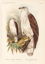 Adolf Bernhard Meyer and L.W. Wiglesworth | The birds of Celebes, 1898, 2 volumes
