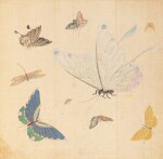 Study of butterflies, China, 19th century