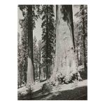 'Mariposa Grove of Giant Sequoias, Yosemite'
